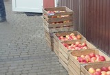 Galeria Rozdawanie jabłek