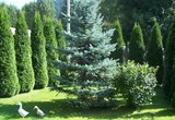 Galeria Konkurs „Mój ogród kwiatowy” w 2008 roku - nagrodzone ogrody